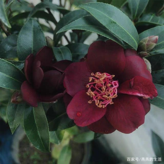 罕见,稀有,美丽,黑化的极品茶花,你认识几种呢?