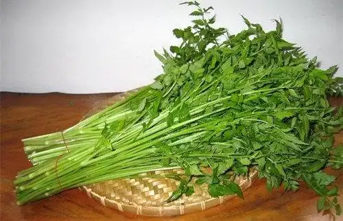 野芹菜的功效与禁忌(野芹菜有什么功效与禁忌)