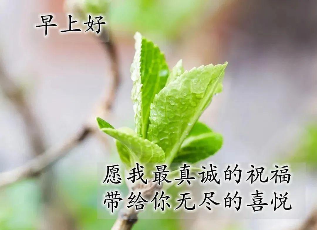 2021最美早安问候祝福语图片带字温馨,清晨早上好暖心的正能量祝福语