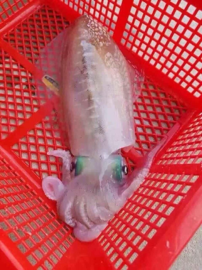 软舌学名莱氏拟乌贼俗称软舌软丝软薯软墨鱼