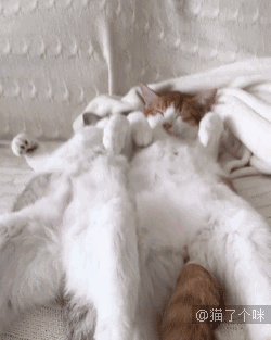 这感情超好的两只猫一起睡觉的画面太甜了