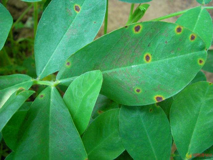 花生超清晰叶斑病图片素材