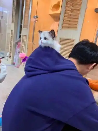 王思聪动物园添新丁王思聪爱上布偶猫上下班都要抱怀里变暖男