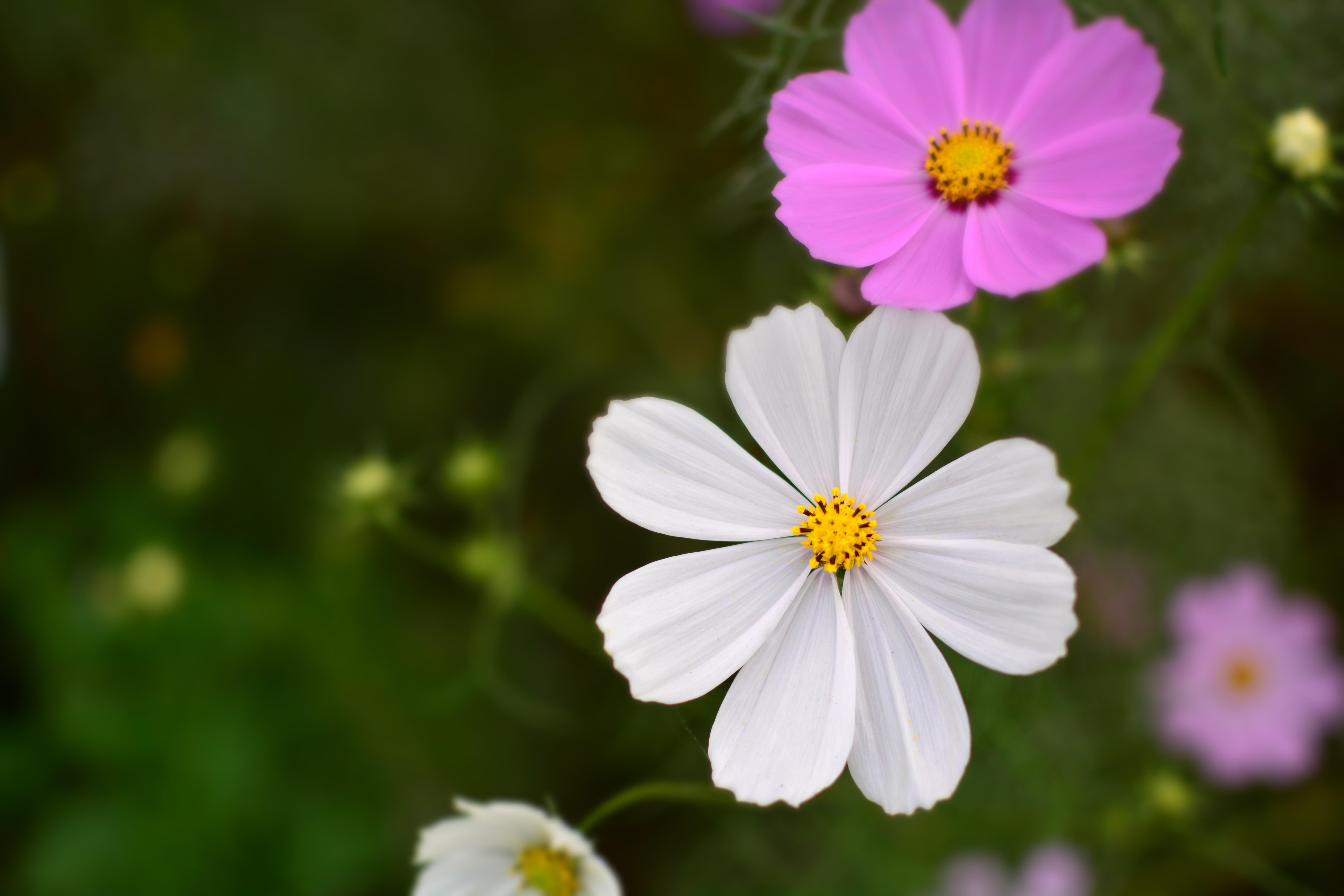 无法形容!刷爆朋友圈的山师华清格桑花到底有多美