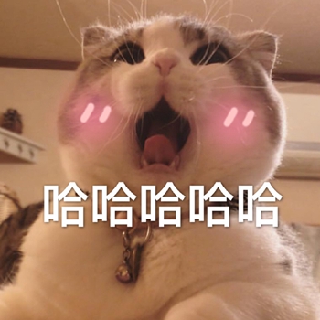哈哈哈大笑最爱用的是喵星人表情包