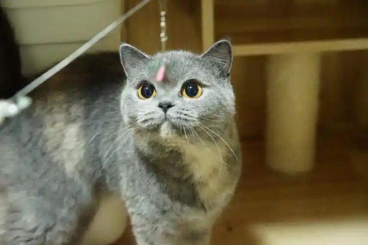 biubiubiu的击中麻麻的审美#天津北京英短猫舍  #英短蓝乳  #蓝乳色英