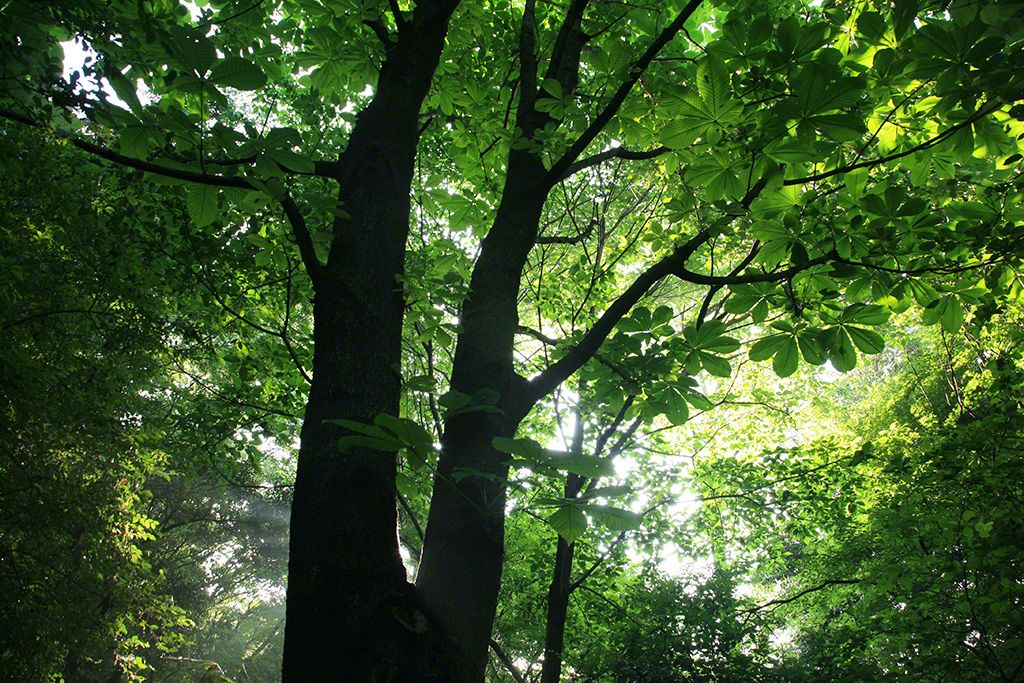 (图片)欢迎光临杂木林!