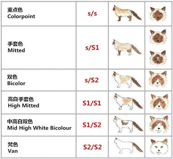 海蓝重点色布偶猫详解,附布偶猫繁育配色表