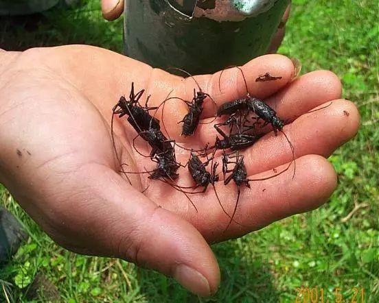 松材线虫那些事儿