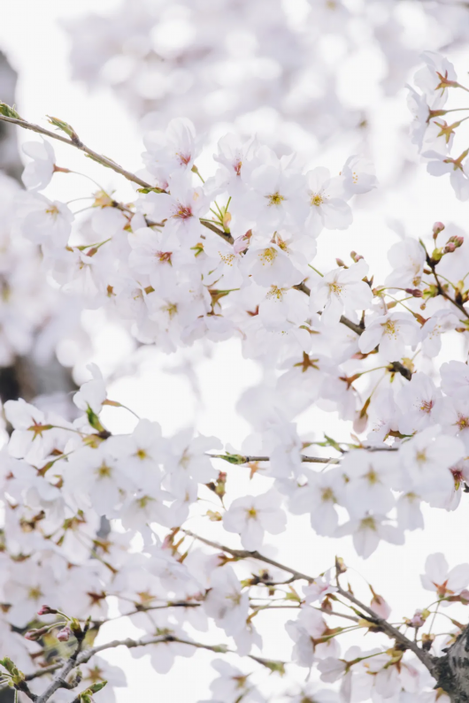 樱花美图壁纸来了 拿走不谢!