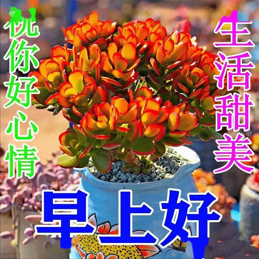 66个早上好问候鲜花图
