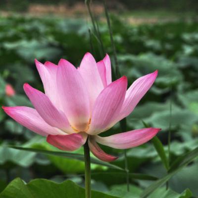 适合妈妈的头像