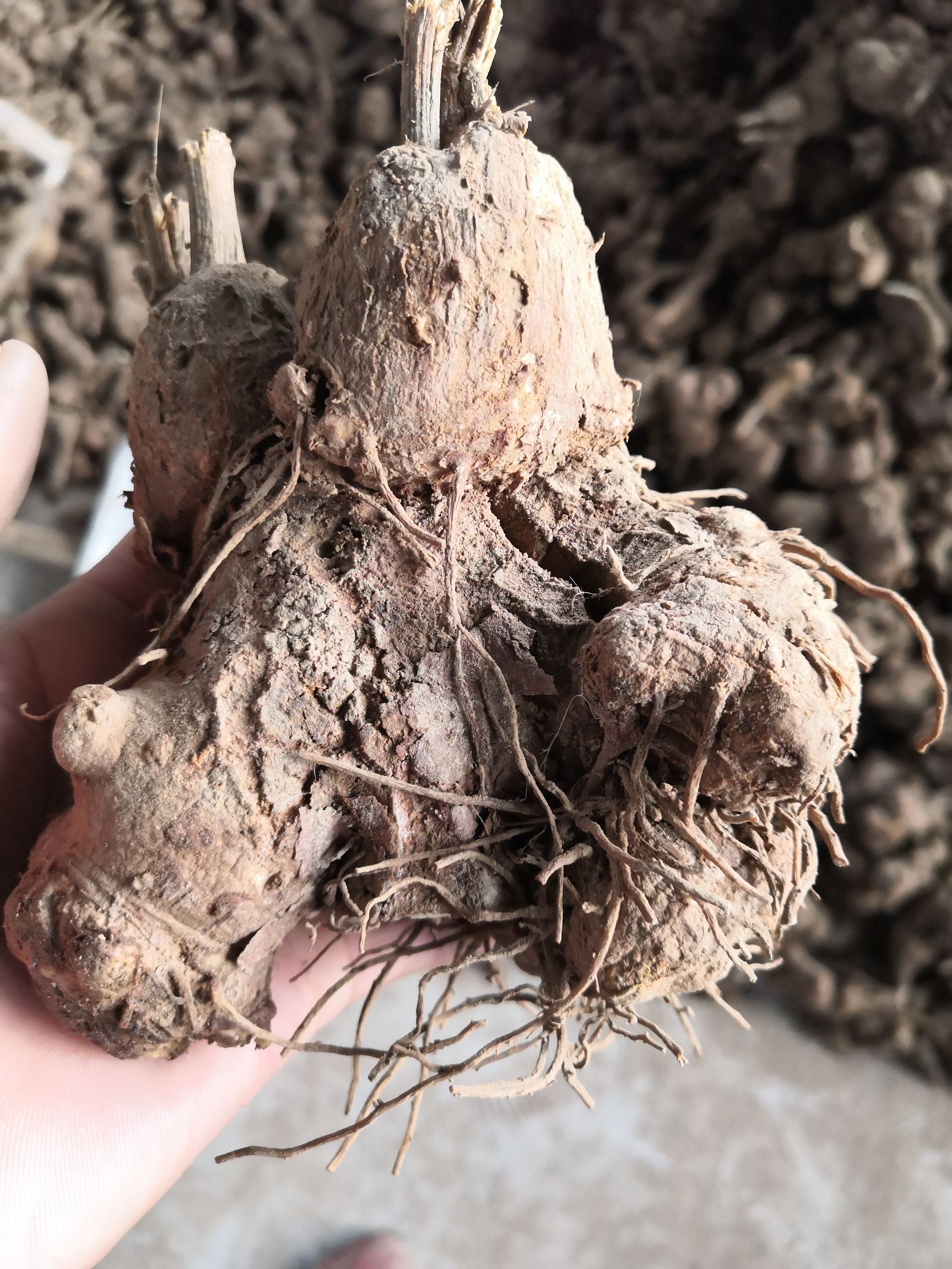 白术苗 白术芽子