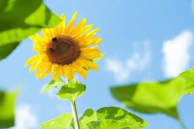 知足常乐的4个生肖,脾气好,心态乐观向上,一生顺顺利利