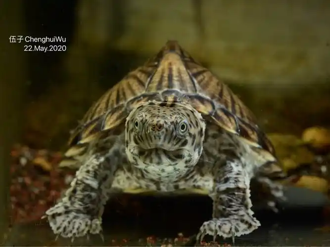 剃刀刀背麝香龟