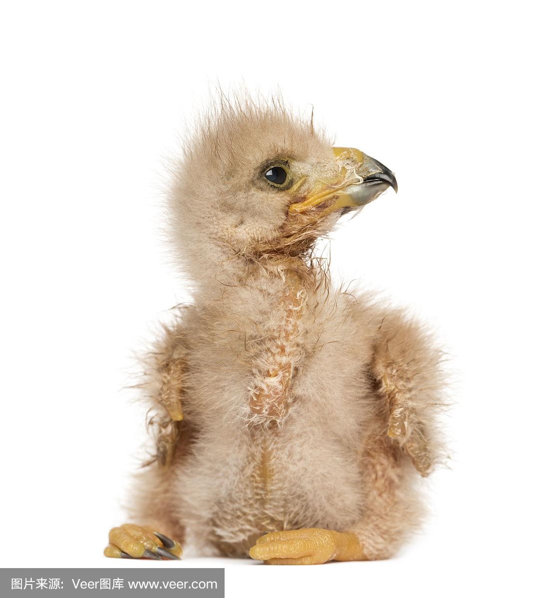 小哈里斯的鹰看向别处,刚出生3天