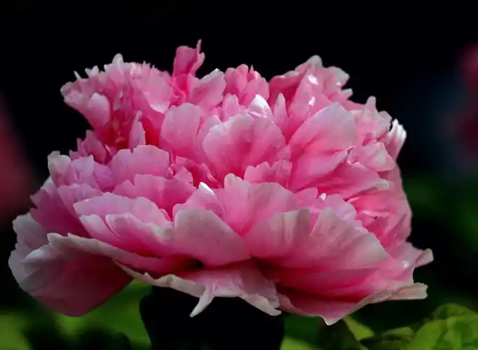 其它 洛阳牡丹 国色天香 写美篇"洛阳地脉花最宜,牡丹犹为天下奇".