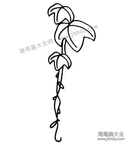 爬山虎简笔画大全及画法步骤