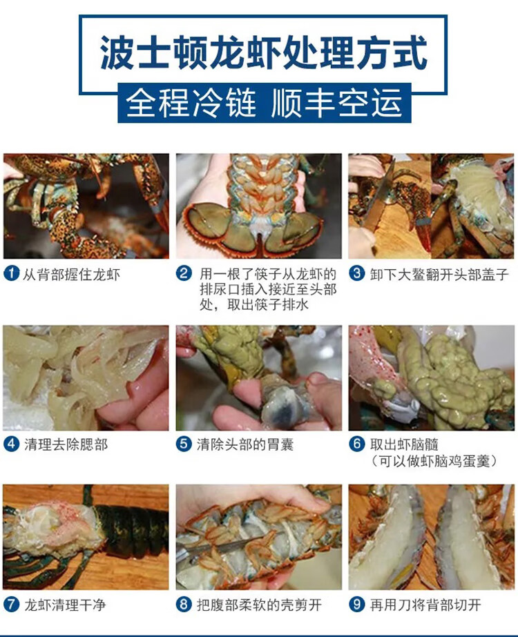 青樱红荔波士顿龙虾特大号波龙海鲜澳龙鲜活冷冻大龙虾1750g50115cm