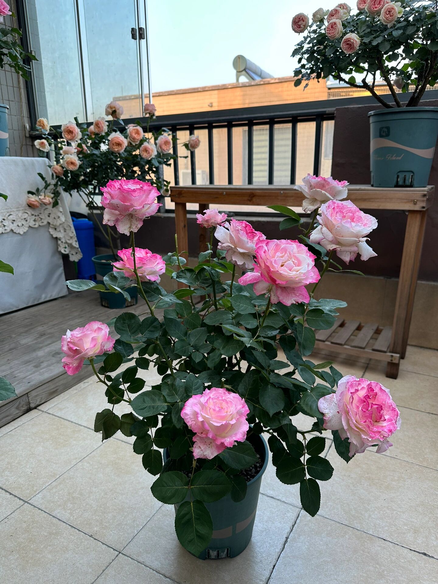 月季六翼天使 又是一年月季花开的时候,好歹露个脸