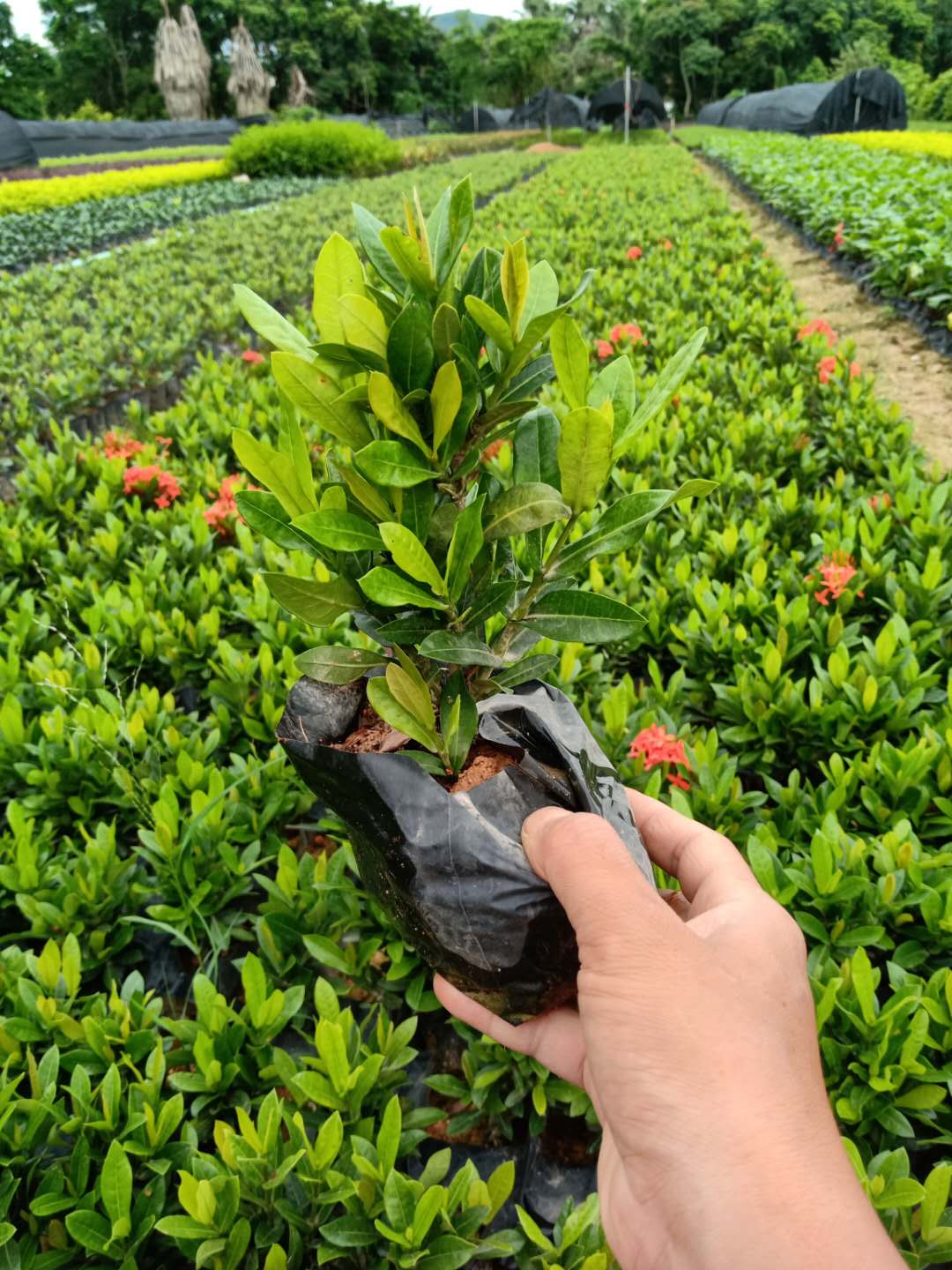 供应产品_福建黑马园林景观工程有限公司