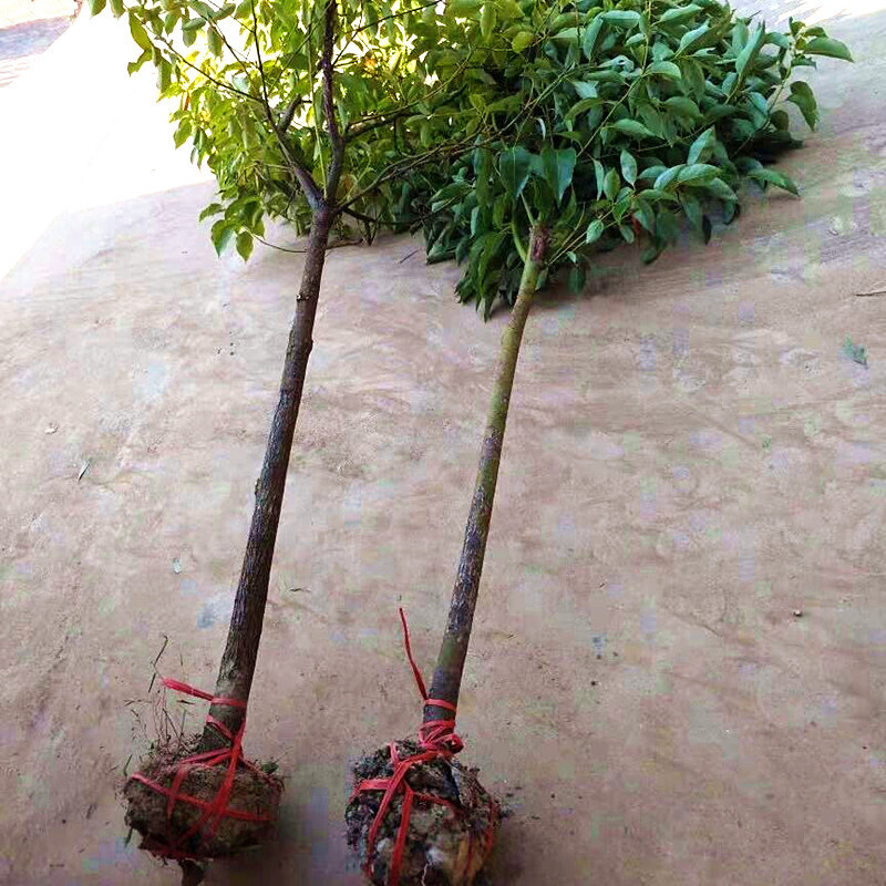 沭之美香樟树苗树苗庭院四季常青大型绿化树苗行道树香樟树苗地径1