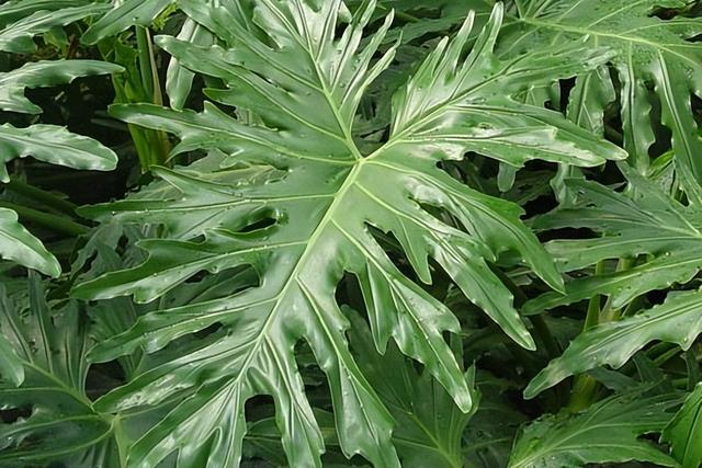 四季常青的草本植物,植株美观大方,茎叶细长而挺拔,深裂羽状的大叶子