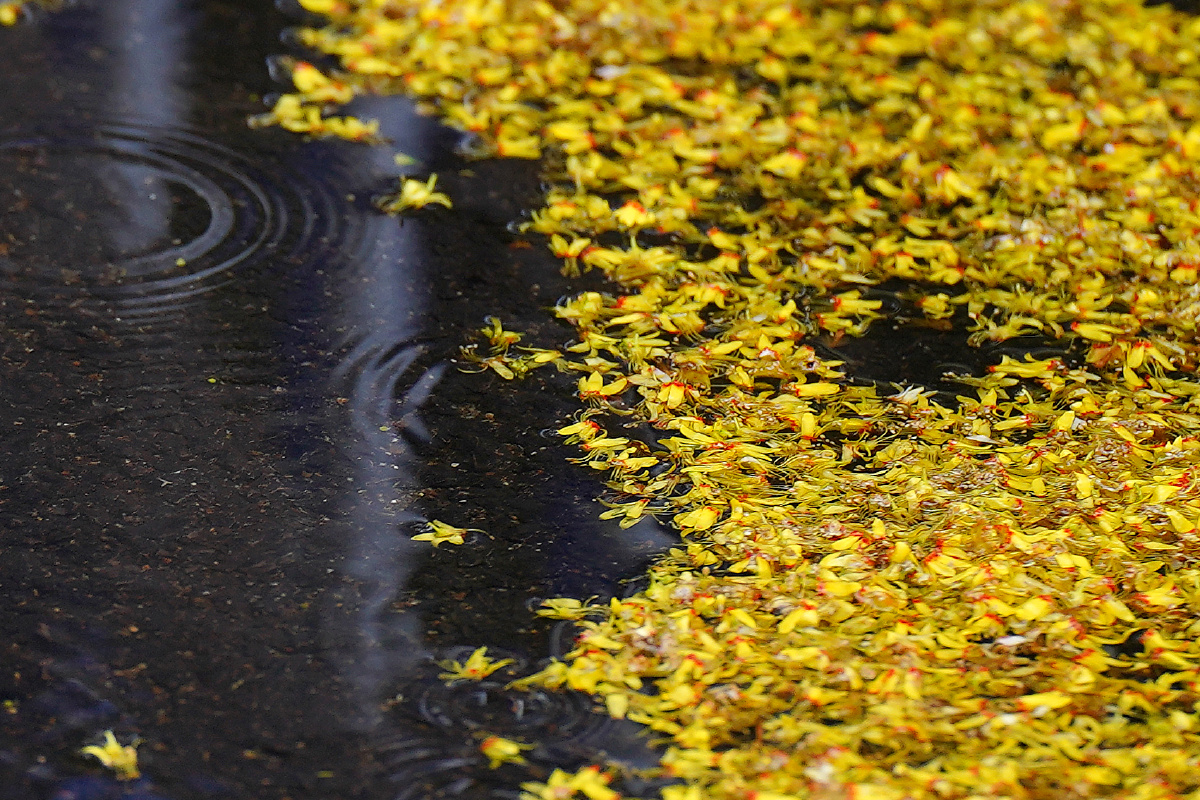 秋雨落花组图 - 笑影映像 - 图虫