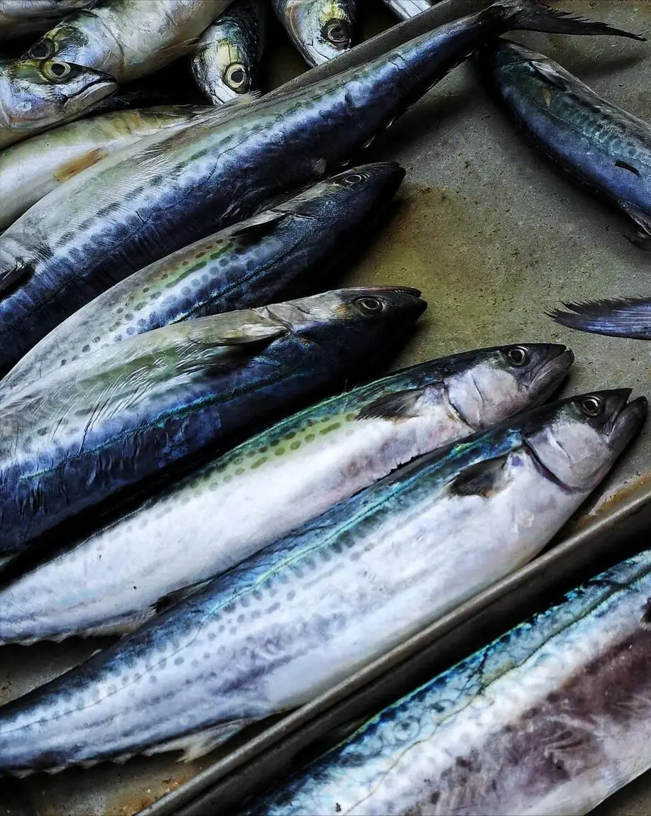 春天正是吃鲅鱼的时候,试试这3种做法,简单又美味,错过可惜了