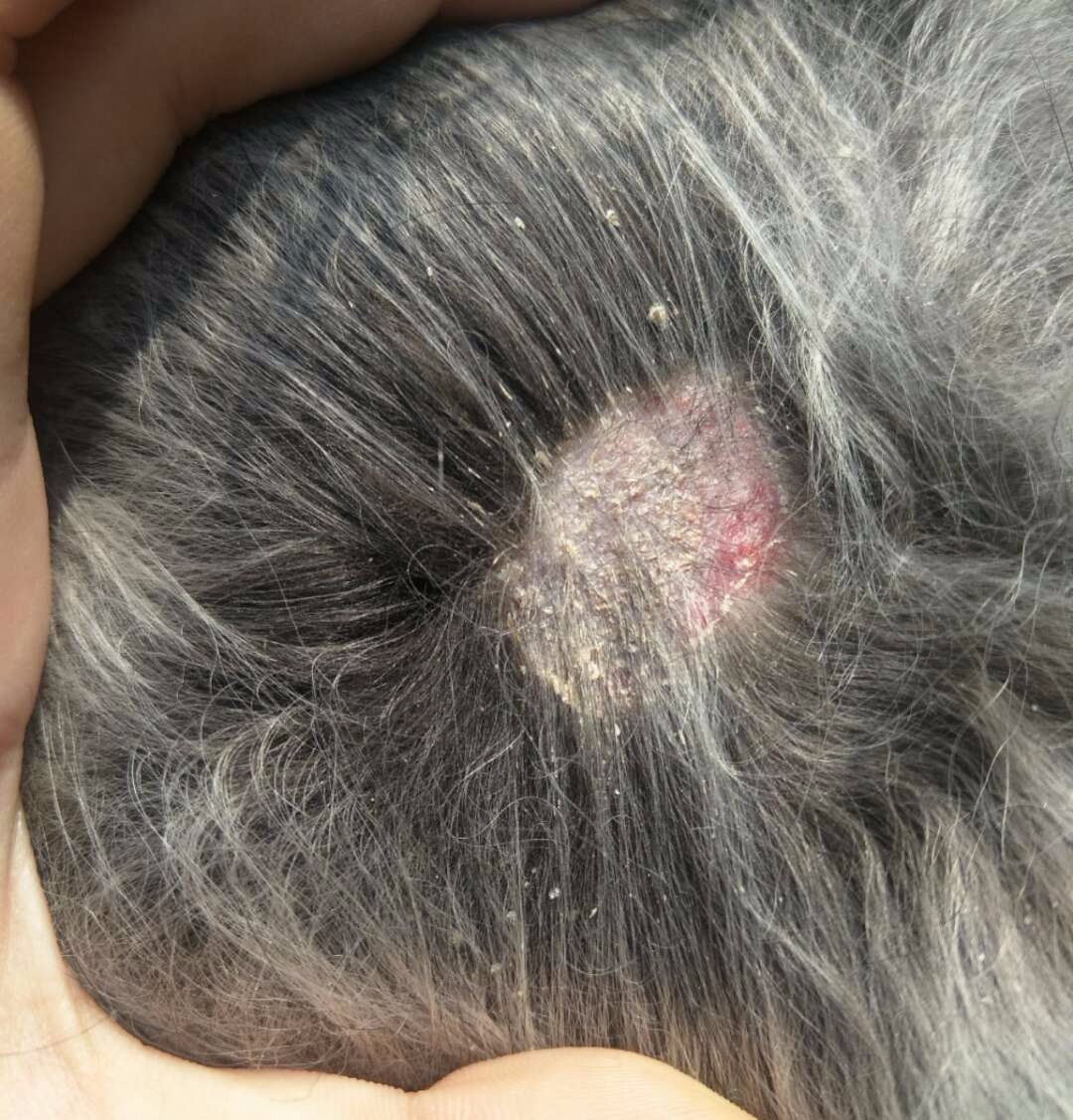 请问我家狗得的这是皮肤病么