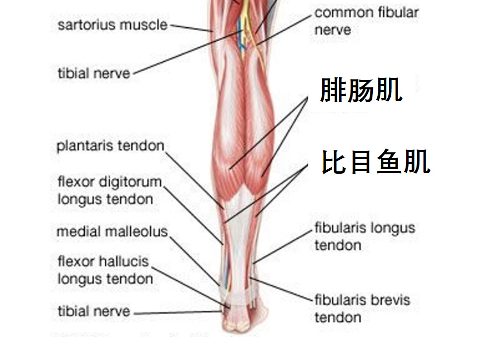 小腿肌群主要由2块肌肉组成:1. 腓肠肌(gastrocnemius)2.