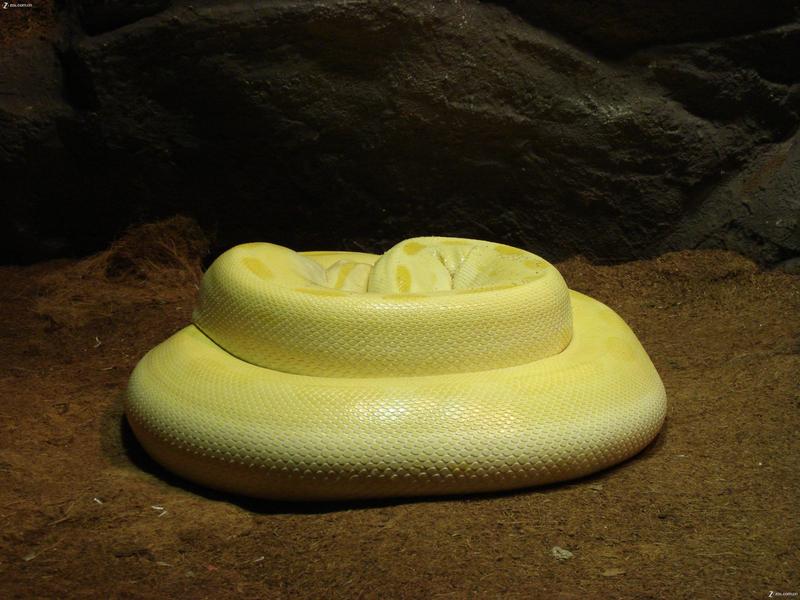 2,红南美蜥:善于跳跃,性格温顺,成体在80-120cm之间.