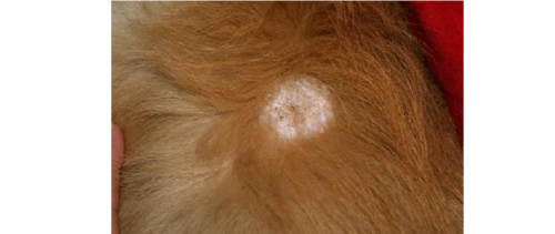 狗狗皮癣用什么药,狗狗长癣用什么药膏