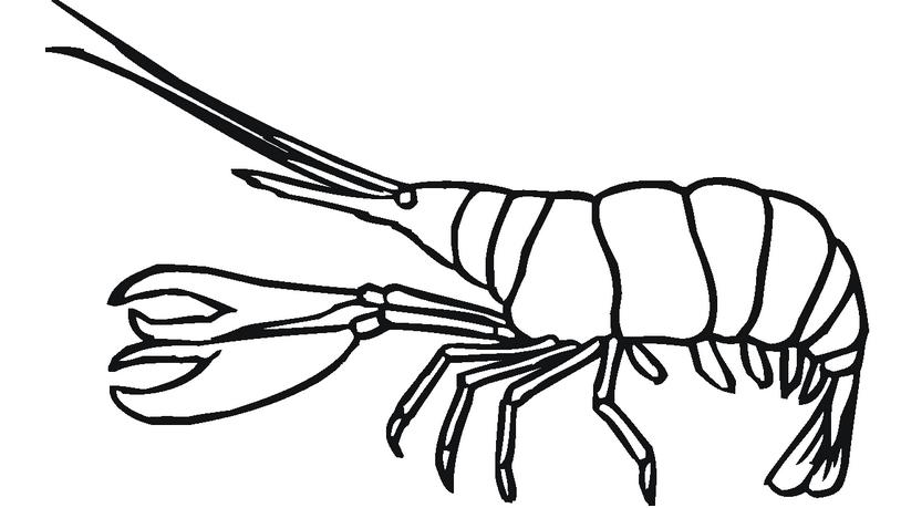 卡通虾的简笔画图片虾的简笔画图片大全及画法步骤怎么教孩子一步一步