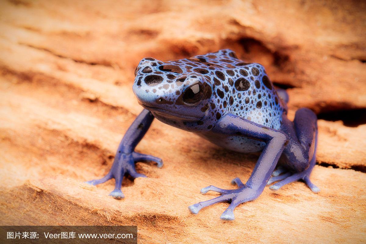 蓝箭毒蛙,箭毒蛙,蓝色,黑色,比利时