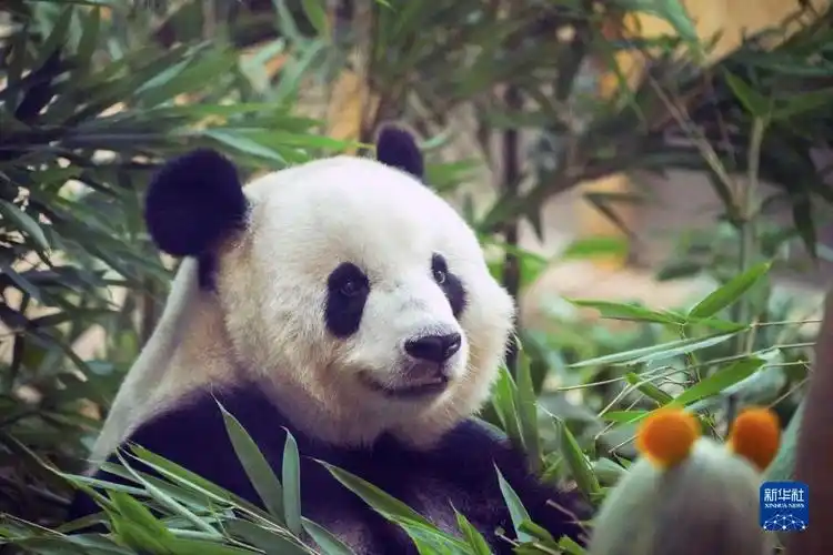 大熊猫思嘉迎来16岁生日_时图_图片频道_云南网