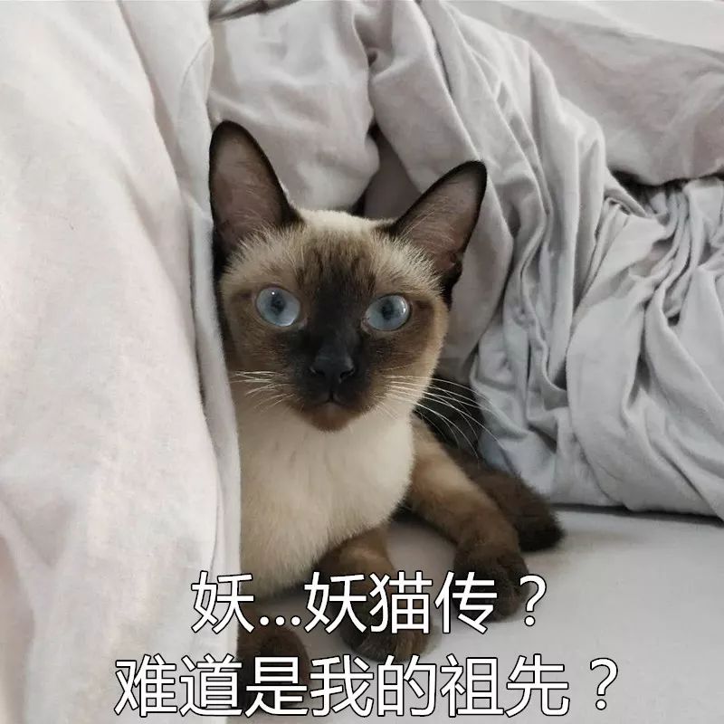 《妖猫传》玄妙开启,陈凯歌导演的胜算大吗?