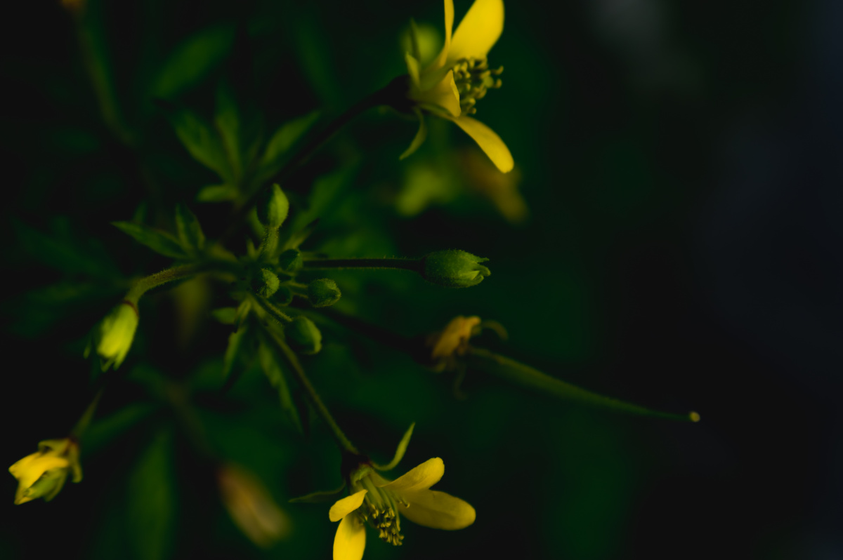 桌面壁纸bz屏保pb的美