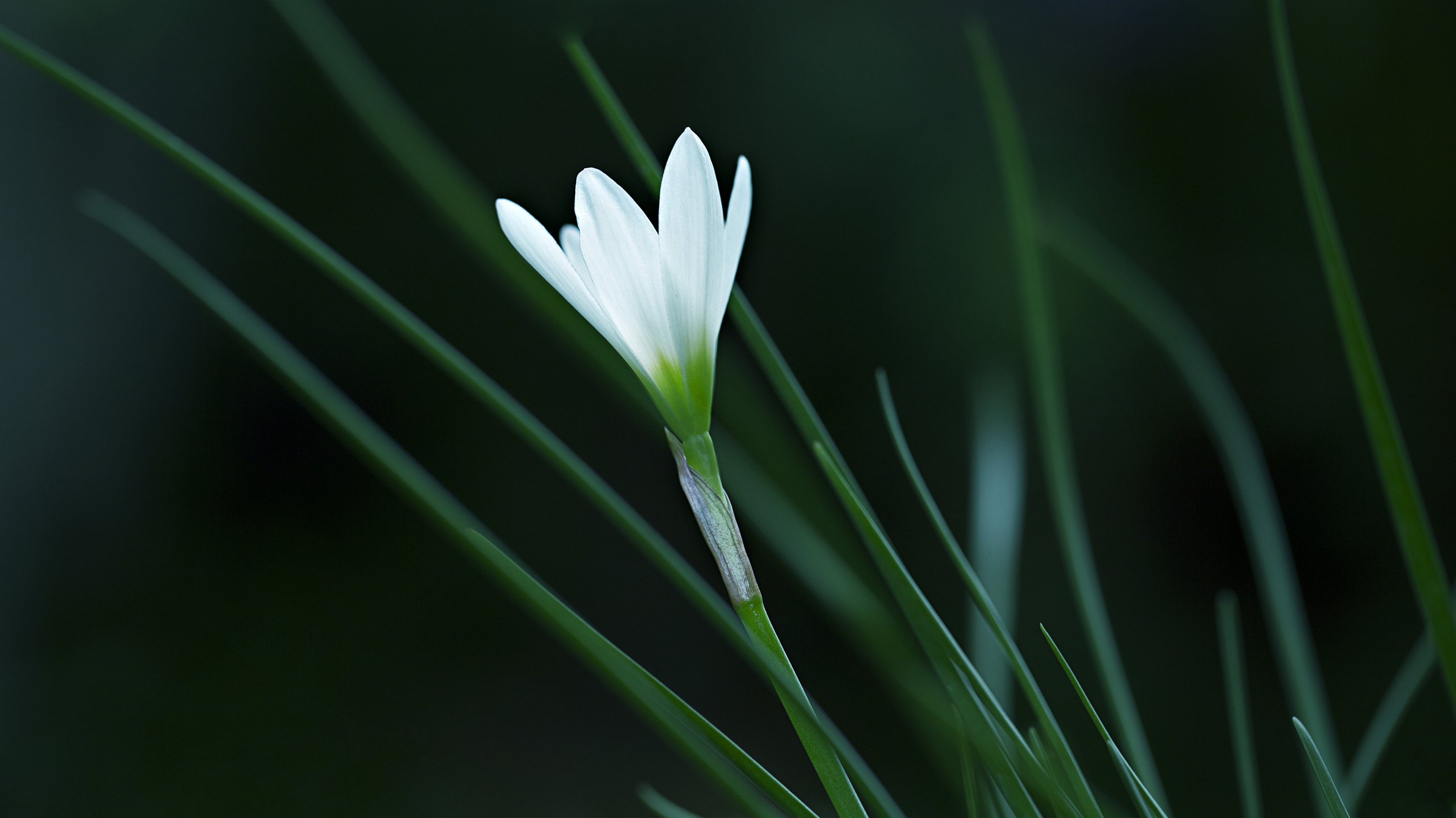 淡雅的百合花图片高清宽屏桌面壁纸