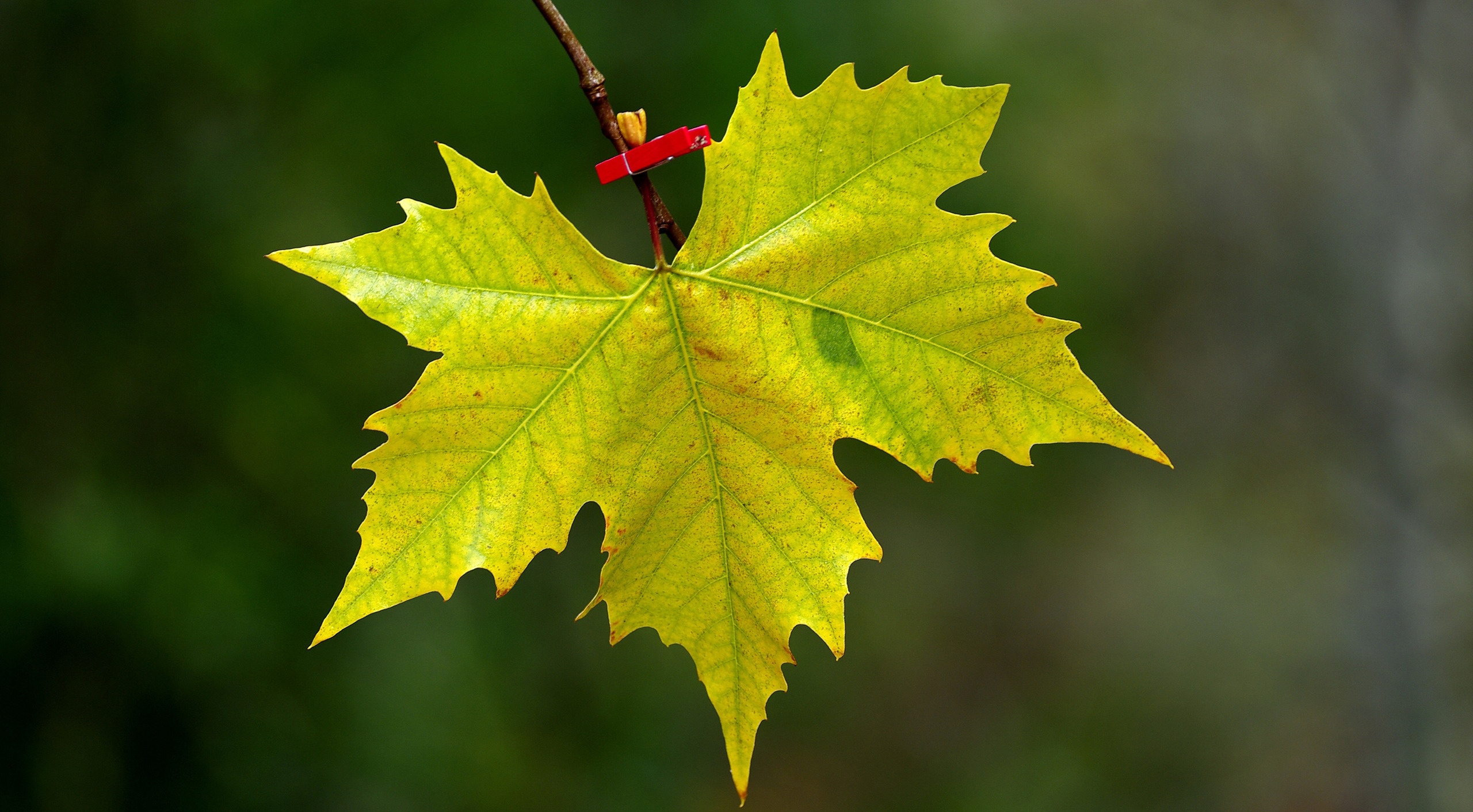 枫叶·图片编号为923898,上传时间为2013-05-27 11:39:19,图片为高清