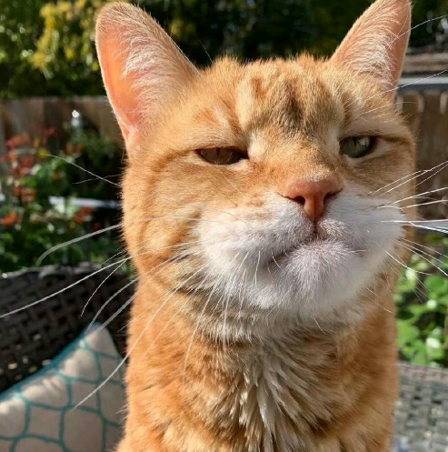 没见过比它还拽的猫