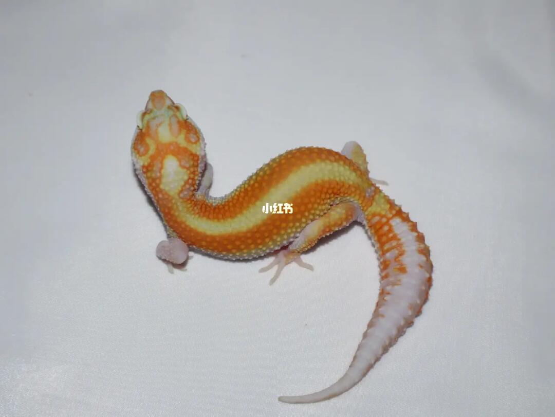 可以接一点点预定～有意私聊#守宫  #豹纹守宫  #异宠  #爬宠