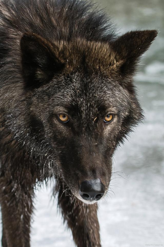 养狗的注意事项你都知道吗?