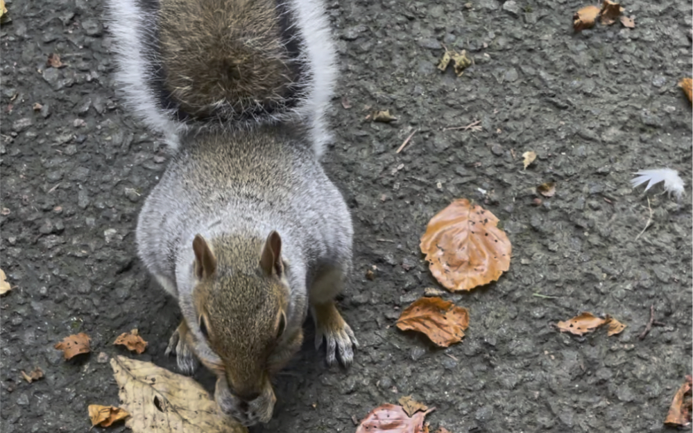 以叫小狗的方式召唤摇尾巴松鼠_哔哩哔哩_bilibili