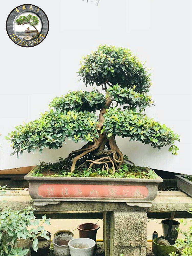 中华蚊母盆景树桩室内办公室庭院绿植盆栽一物大型绿植