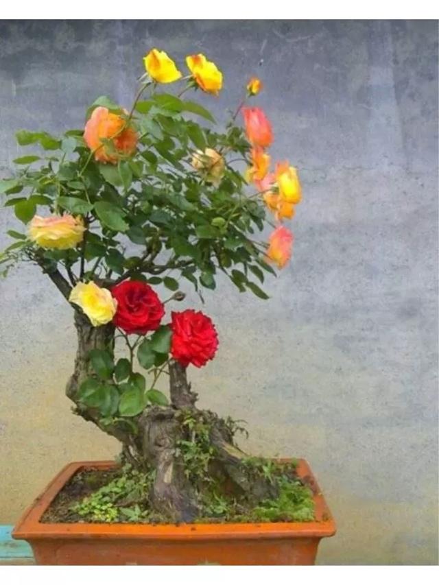 山木香下山桩种植方法?种植山木香下山桩需要注意什么