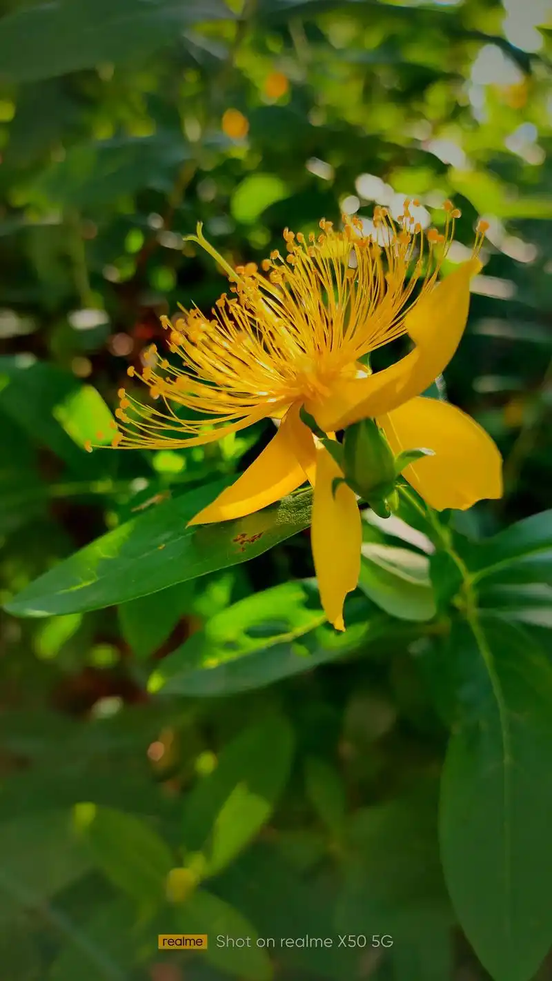 金丝桃 金丝桃又名土连翘,根部能调经补血.每朵花有五束雄蕊, - 抖音