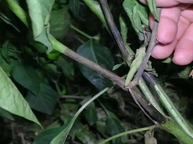 【整理】甜椒(辣椒)病害图谱