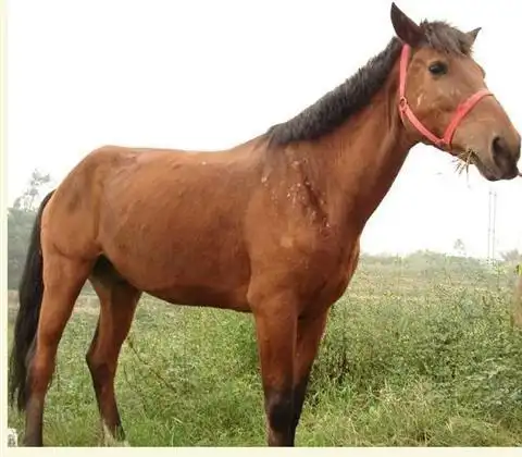 2016-2021年手机振动马达行业深度调查及发展前景研究报告