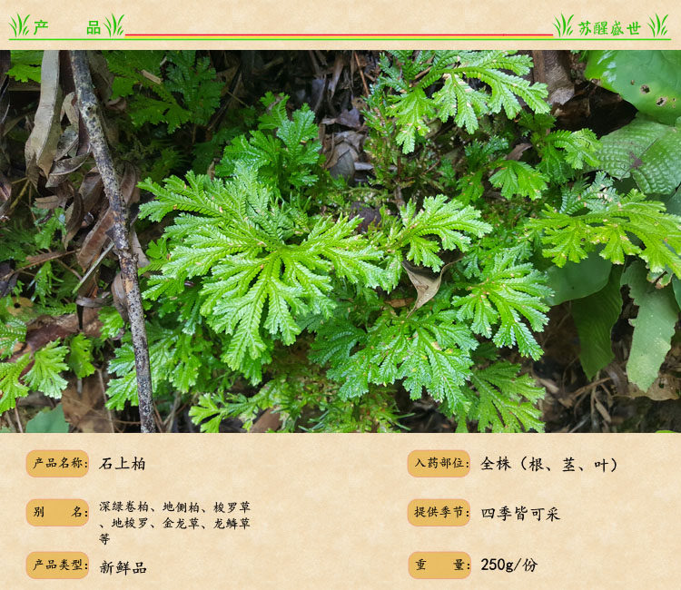 广西新鲜天然 石上柏 深绿卷柏 地侧柏 梭罗草 金龙草 龙鳞草500g